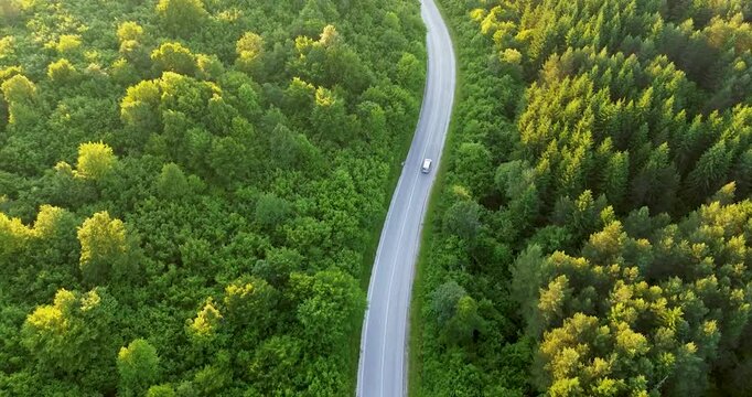 Aerial view at sunset: Car on winding road through dense, towering conifer forest