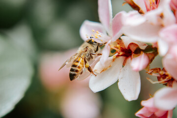bee on flower
