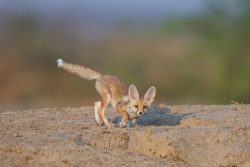 Desert Fox Pup 