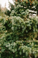 beautiful mountains with evergreen trees in summertime