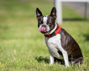 Fototapeta premium A brindle and white adult Boston Terrier sitting on a lawn. Portrait of a Boston Terrier sitting on the grass.