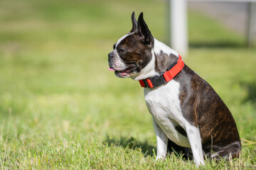 Fototapeta premium A brindle and white adult Boston Terrier sitting on a lawn. Portrait of a Boston Terrier sitting on the grass.