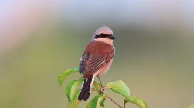 A close-up male red-backed shrike sits atop a green bush and looks toward the camera lens on a sunny summer evening.