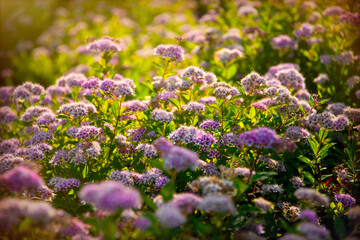 Blooming pink spirea bush in the rays of morning sun	