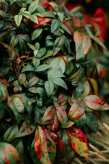 Fototapeta premium red and green leaves