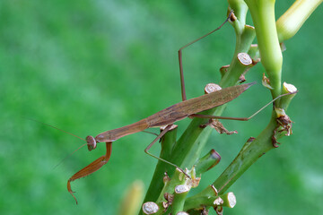 Isolated closeup of large brown praying mantis perched on daylily scape (plant's leafless stem). This species (Chinese Mantid) has a length of up to 4 inches with a pattern of strips on its head.