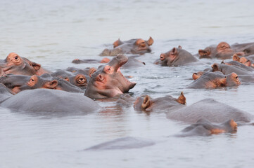 A juvenile hippo with its mouth open swims in an African river among a pod of other hippos, showcasing wildlife behaviour in their natural habitat