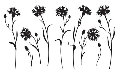 Black Silhouette of Cornflowers Isolated on White