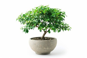 Fototapeta premium Green potted tree on white backdrop