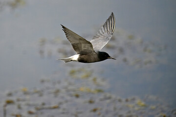 Trauerseeschwalbe // Black tern (Chlidonias niger)