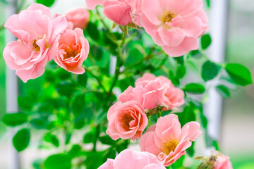 Pink rose bushes in full bloom. Pink rose head blooming. Selective focus, soft bokeh, pastel colors.