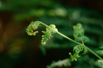 close up of fern leaf