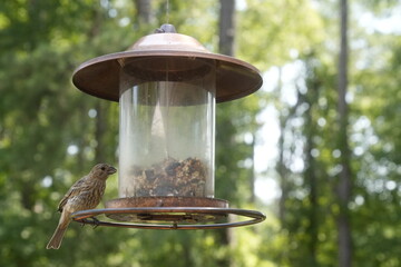 Bird at the Feeder