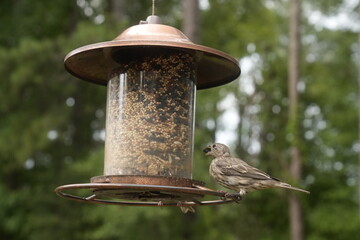 Bird at the Feeder