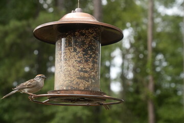 Bird at the Feeder