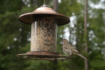 Bird at the Feeder