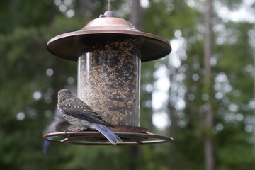 Bird at the Feeder