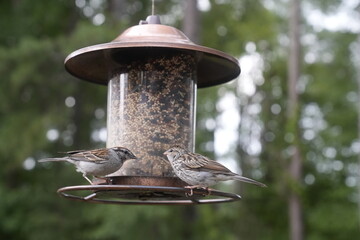 Bird at the Feeder