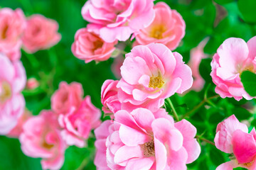 Pink rose bushes in full bloom. Pink rose head blooming. Selective focus, soft bokeh, pastel colors.