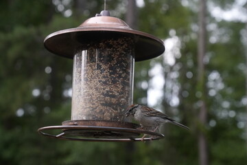Bird at the Feeder