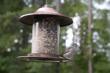 Bird at the Feeder