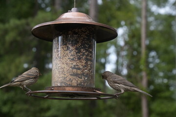 Bird at the Feeder