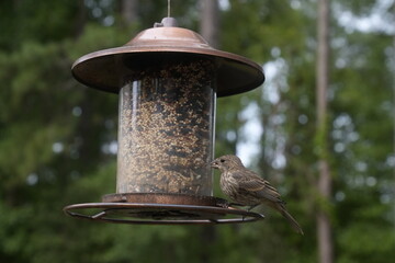 Bird at the Feeder