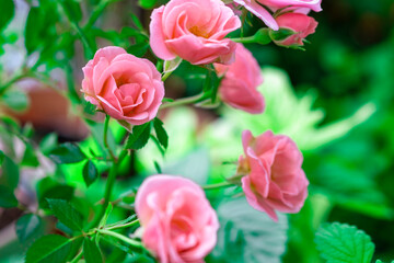 Pink rose bushes in full bloom. Pink rose head blooming. Selective focus, soft bokeh, pastel colors.