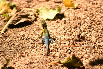 lizard in the coastal area of ​​chile