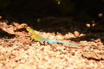 lizard in the coastal area of ​​chile
