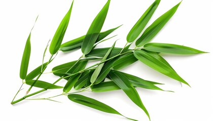 Fototapeta premium Isolated green bamboo leaf on white