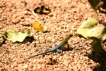 lizard in the coastal area of ​​chile