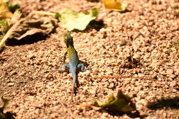 lizard in the coastal area of ​​chile