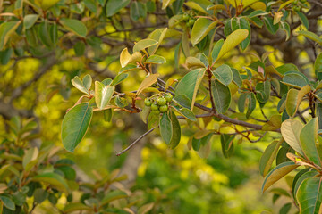 rainforest plants in the Rincon de la Viaja National Park in Costa Rica