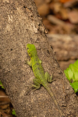 green Basilisk in Costa Rica