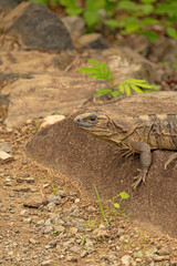 iguana in the Rincon de la Vieja national park in Costa Rica