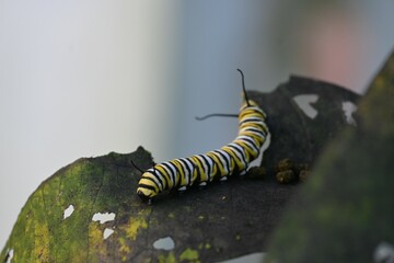 Caterpillar on Leaf
