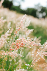 Wild grass field