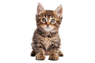 Cute fluffy kitten with big eyes and striped fur. Looks curious and adorable, ready to play or cuddle.