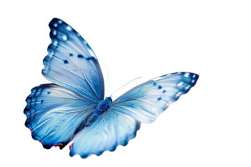 A delicate blue butterfly with translucent wings, captured in flight against a white background. Stunning and ethereal.