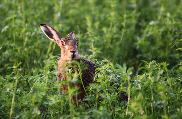 Hare in meadow