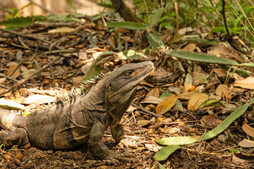 iguana in the Rincon de la Vieja national park in Costa Rica