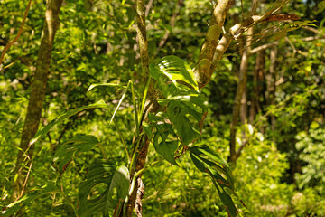 rainforest plants in the Rincon de la Viaja National Park in Costa Rica