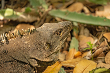 iguana in the Rincon de la Vieja national park in Costa Rica