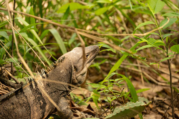 iguana in the Rincon de la Vieja national park in Costa Rica