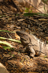 iguana in the Rincon de la Vieja national park in Costa Rica