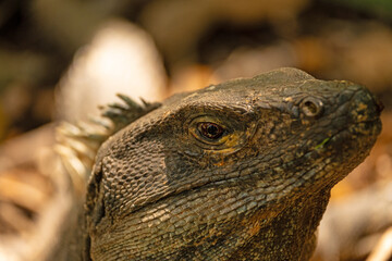 iguana in the Rincon de la Vieja national park in Costa Rica