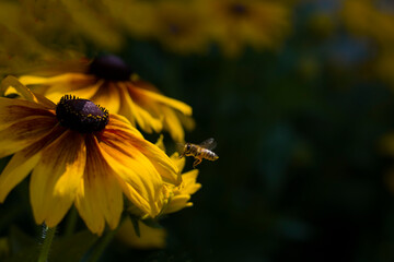 Kwiaty_2024 Rudbekia i Pszczoła © Krzysiek Cegiełka