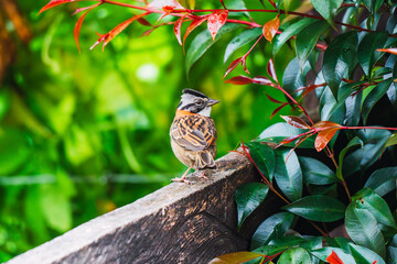 A sparrow perched on a wooden fence, surrounded by vibrant green foliage and red leaves