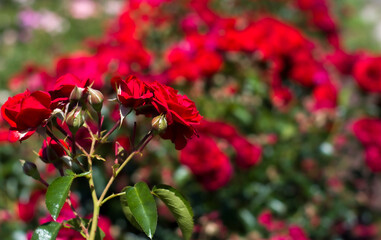 Kwiaty_2024 Czerwone róże © Krzysiek Cegiełka